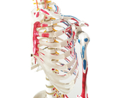 Anatomia che prepara lo scheletro della pittura del PVC con i muscoli ed i legamenti