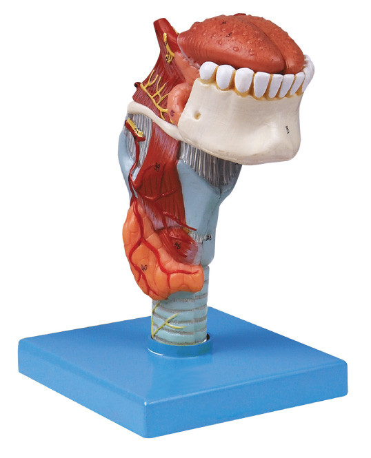 Laringe umana del modello di anatomia della manifattura di iso con toungue, modello dell'essere umano dei denti