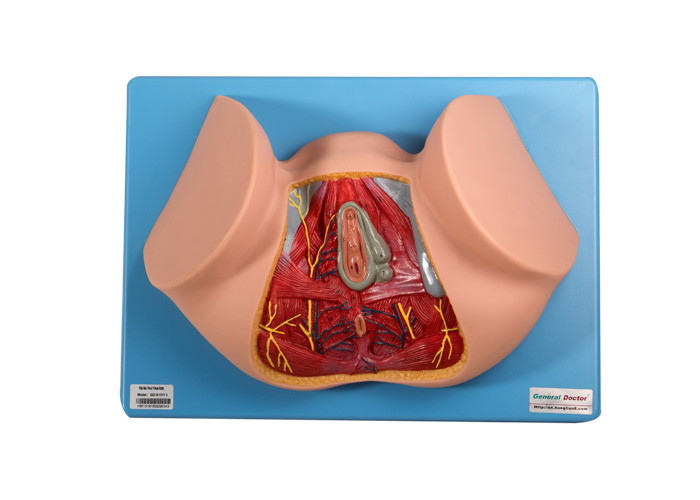 Modello anatomico For Medical Training del perineo maschio di 12 posizioni