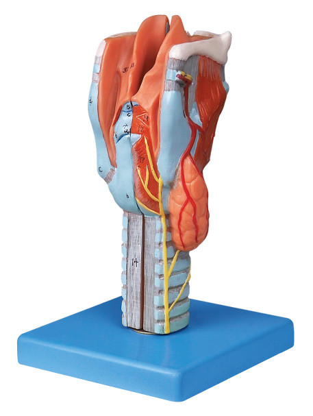 Modello umano sezionato a grandezza naturale di anatomia della laringe per addestramento del collega