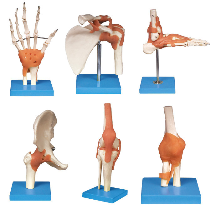 Strumento umano unito di istruzione del modello di anatomia di serie (spalla, gomito, anca, ginocchio, mano, piede)