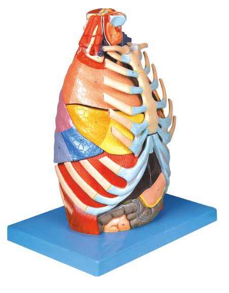 Modello umano realistico di anatomia della cavità toracica con lo strumento basso di addestramento