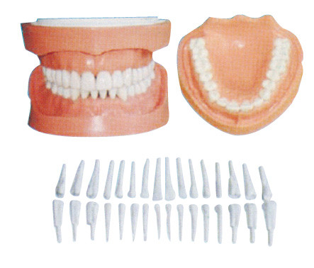 I denti umani staccabili modellano con la radice/modelli dentari di istruzione di paziente